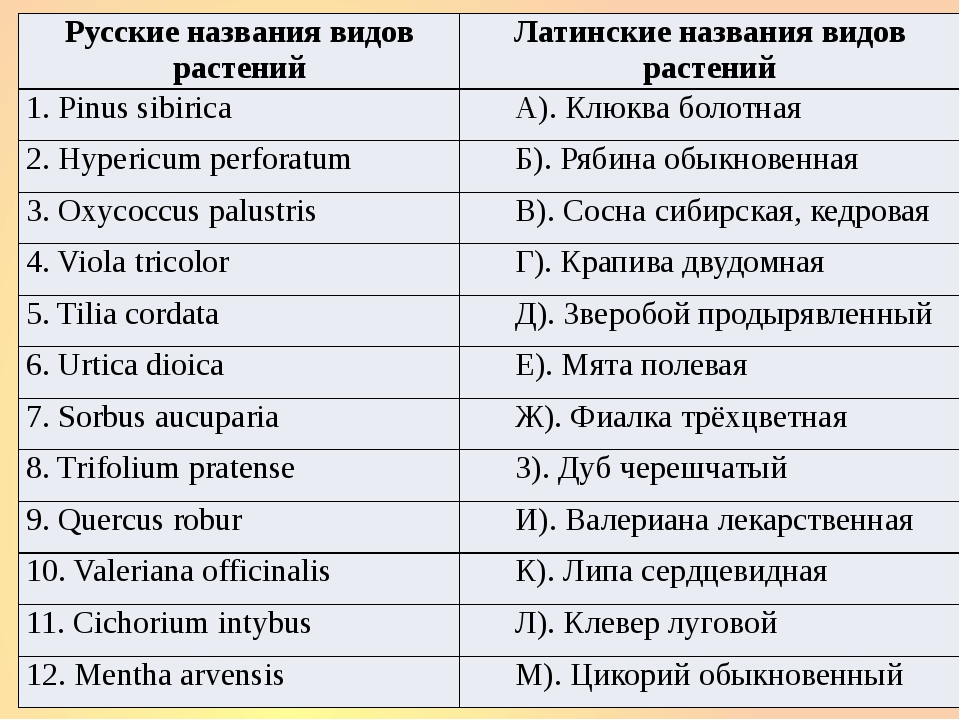 Ухилянт перевод. Латинские названия растений. Названия растений на латыни. Названия лекарственных растений на латыни. Названиярастениц на латинском.