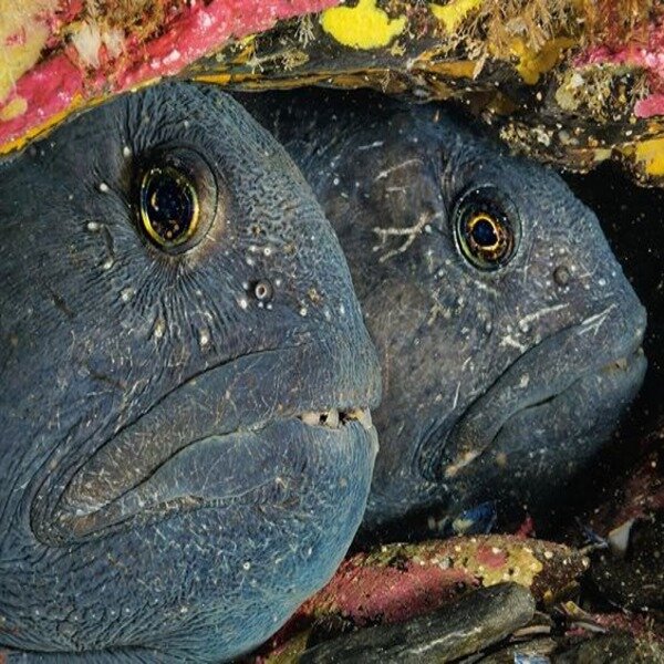 pinterest.com/pin/337981147008436170/