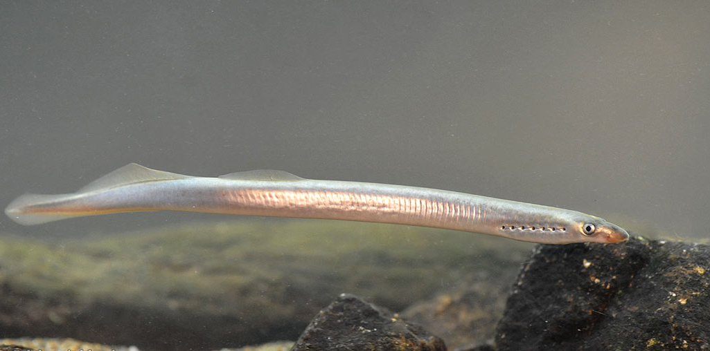 Минога. Фото с сайта http://www.hlasek.com/