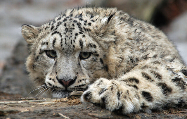 Снежный барс 