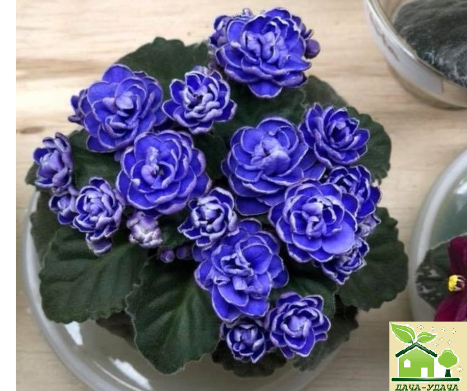 фиалка снежная роза