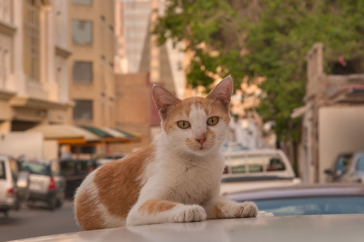 кошки в оаэ