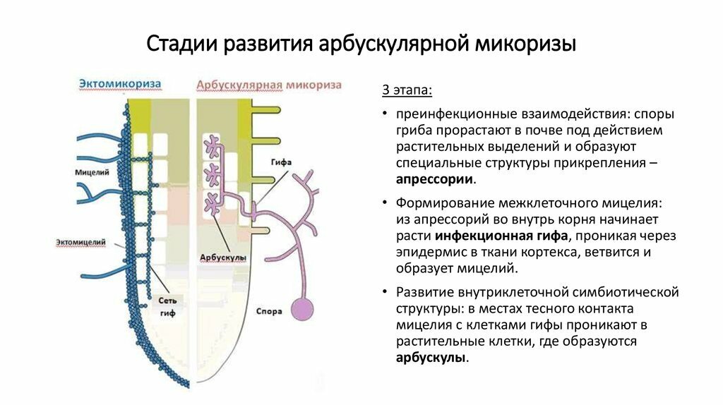 Арбускулярная микориза. Везикулярно-арбускулярная микориза. Симбиогенетика. Эктомикориза строение.