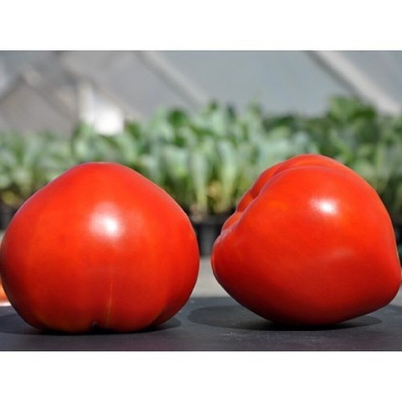 Томат "Супернова" F1