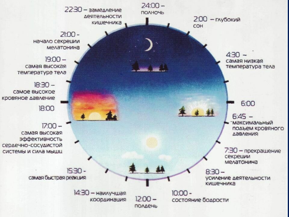 Насколько зависит. Сон биоритмы циркадные ритмы. Суточные циклы человека таблица. Таблица сна циркадные биоритмы. Циркадные циклы человека , биологические часы.