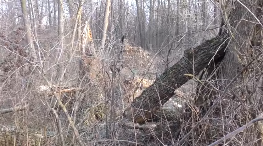 Вот какие кучеря! Очень трудно было пройти, но мы смогли!