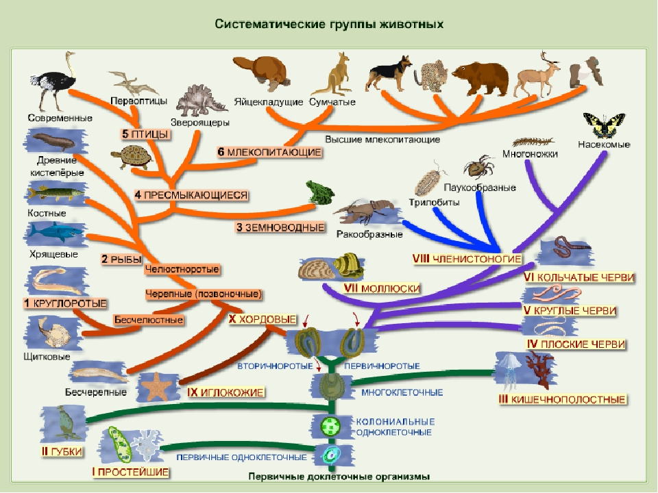 Виды живых существ. Эволюционное Древо развития животного мира. Эволюционное Древо животного мира схема. Схема развития животного мира эволюционное Древо. Эволюционное Древо растительного мира схема.