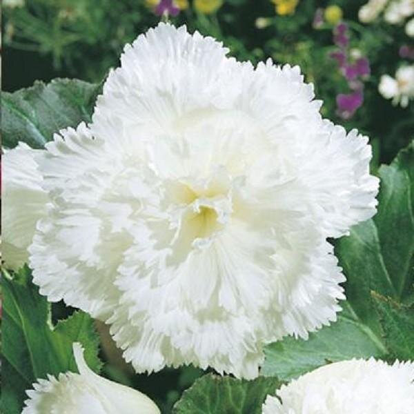 Бегония Фембриата.