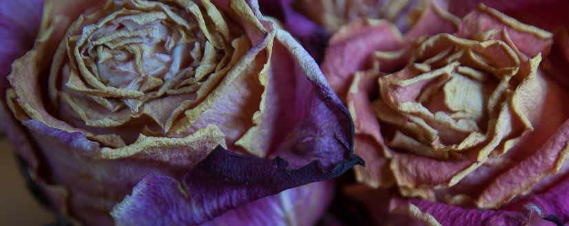 Фото с сайта pixabay