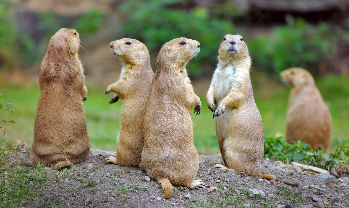 В городке луговых собачек существует своя социальная структура. Каждая отдельная семья состоит из главы самца, 3-4 самочек и двухлетнего потомства, всего – до 20 особей. 