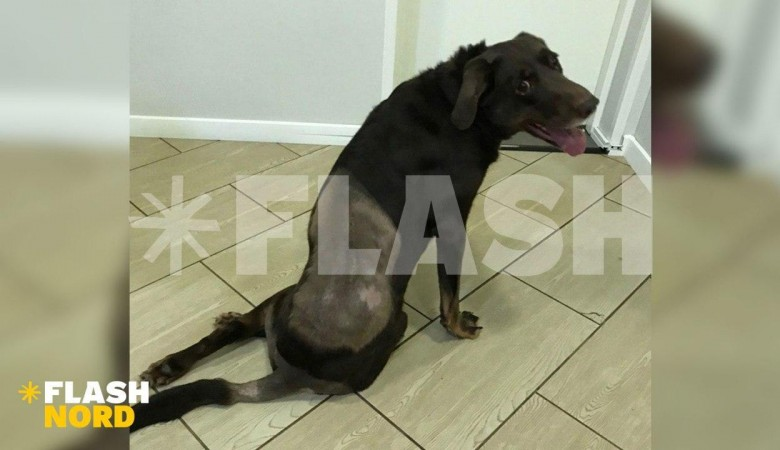 Одесский государственный педагогический институт им к д ушинского. Приют теремок спб. Гатчинский приют. Гатчина приют для собак. Гатчинский приют для животных.