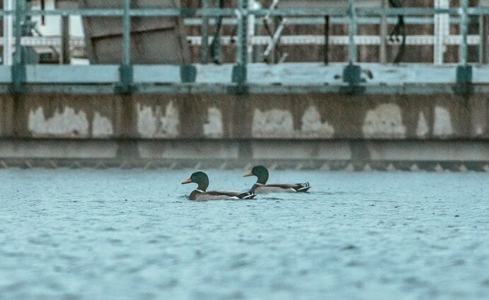 Фото: пресс-служба ГУП «Водоканал СПб»