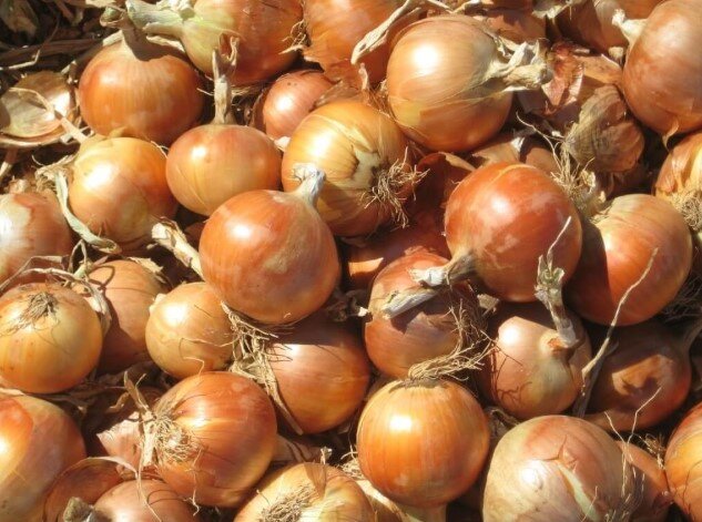 Лук «Замбези F1»