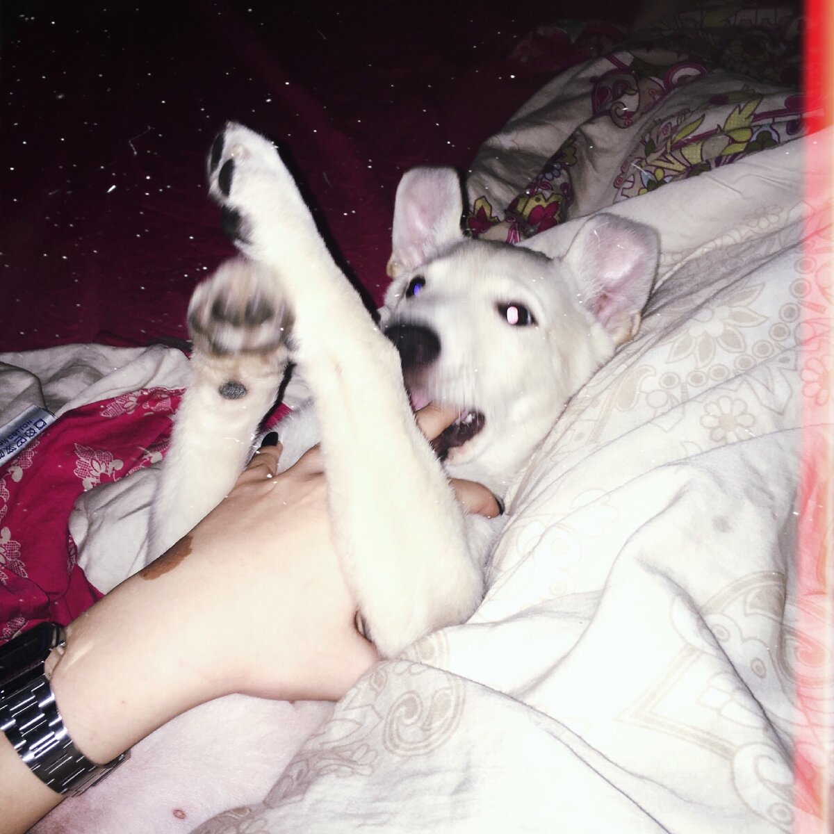 Щенки лайки очень подвижны и требуют большого пространства для развития их качеств. Любознательные щенки любят залазить на столы, диваны и все, что находится на втором уровне и выше. С двух месяцев с собакой после профилактических прививок от гепатита, энтерита следует выгуливать их и выходить в многолюдное пространство. 
Лайка ест намного меньше, чем собаки других пород, и не нужно приучать ее к одному какому либо типу пищи, ей нужен разнообразный рацион. Поэтому подойдет и пища со стола хозяина. Щенка не следует перекармливать, но и отбирать еду тоже не следует. Слишком жирный щенок вырастет в ленивого охотника и может болеть от ожирения. 