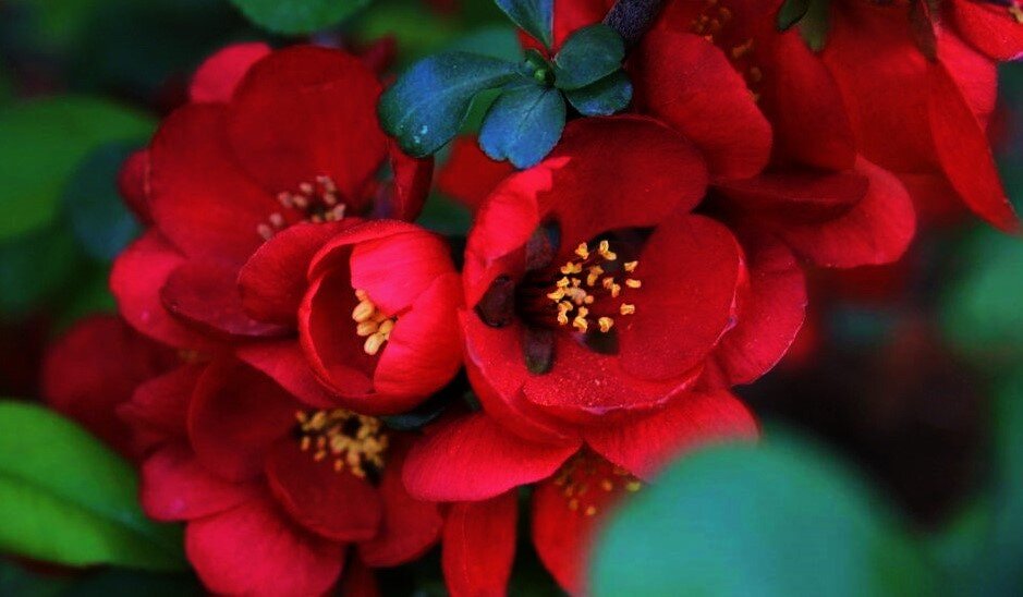 Где-то весной в Абхазии... (фото Ю. Мамченко, форум abhazia.com)