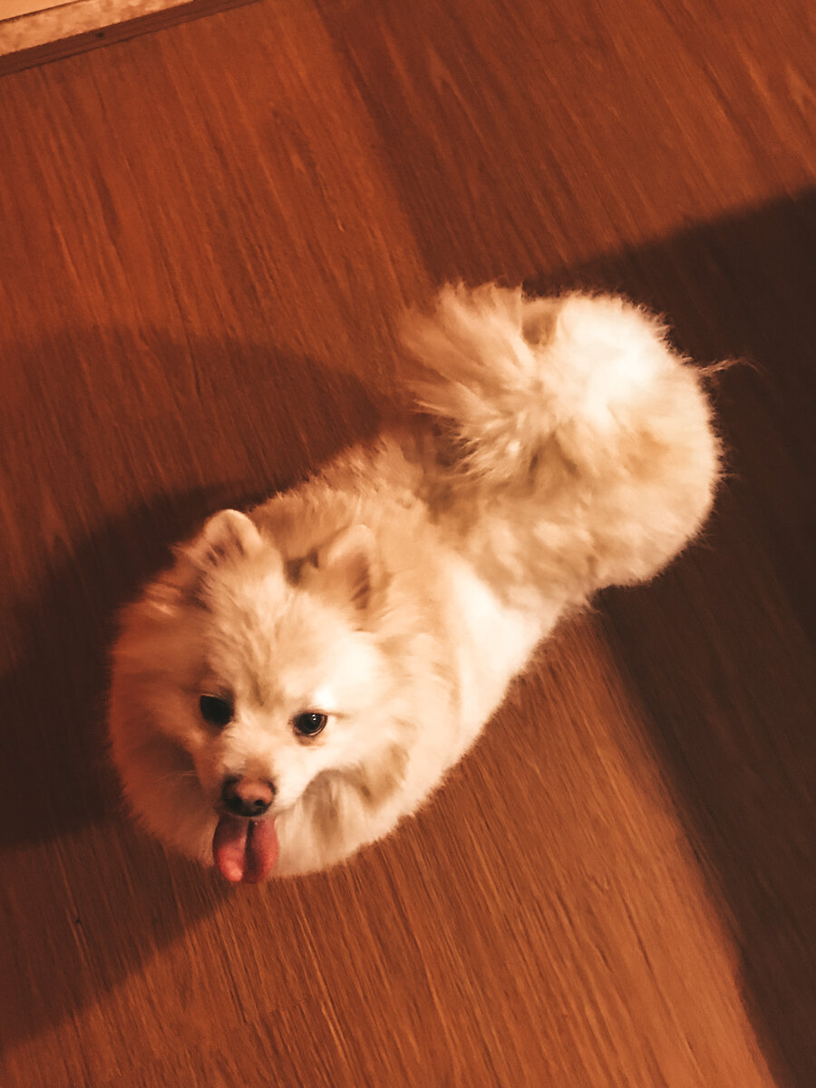 Санта♥️🐾