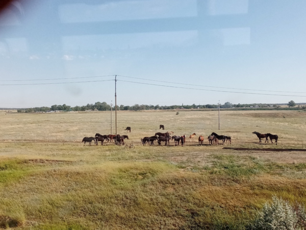 Табун лошадей в 15 километров от населенного пункта.