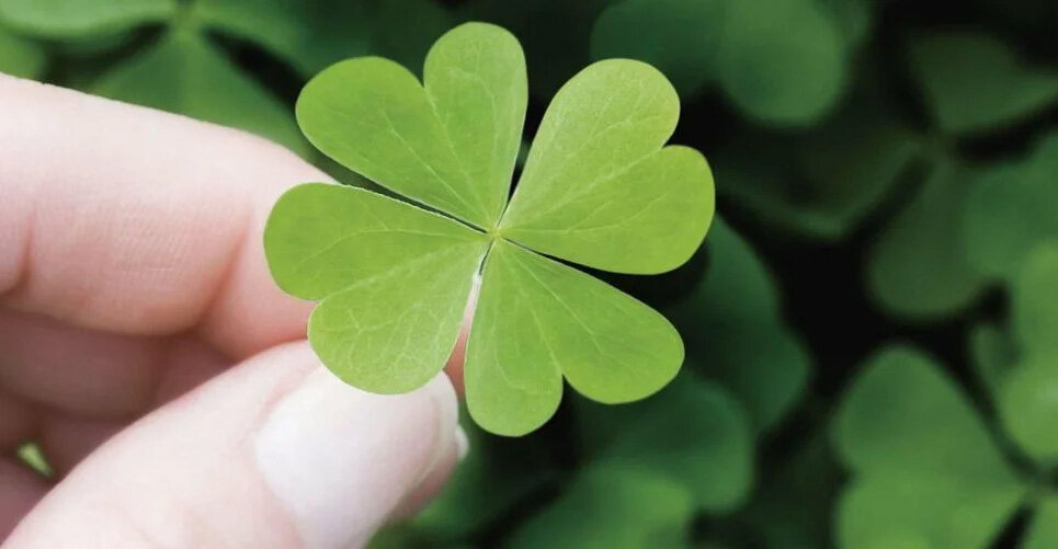 Где растет четырехлистник