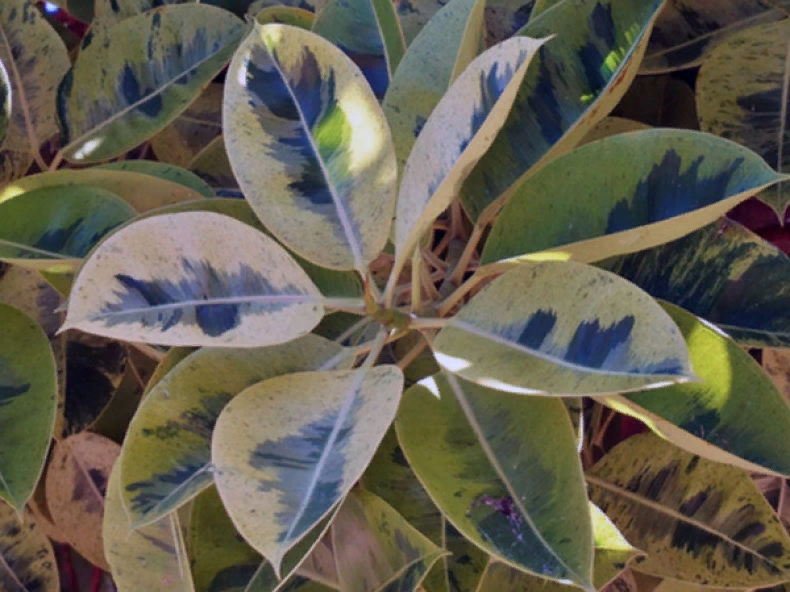 Ficus Pumila Wishes Tricolor - Florariumplants