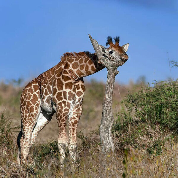 Когда устал быть самым высоким животным в мире и чёт приуныл. 