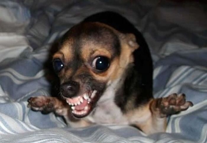 Где моя жвачка🤣