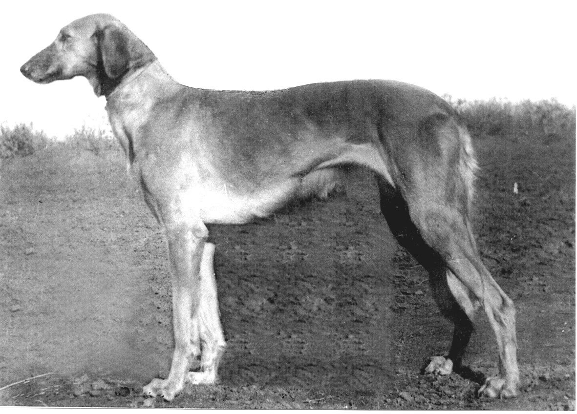 Фото. Такими были южнорусские (степные) борзые (фото из архива Г.В. Зотовой)