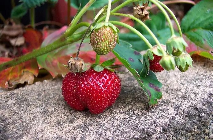 Как избавиться от нее всерьез и надолго - и какие ошибки мешают исцелению клубники: 5 ошибок, 5 правил. - все просто.