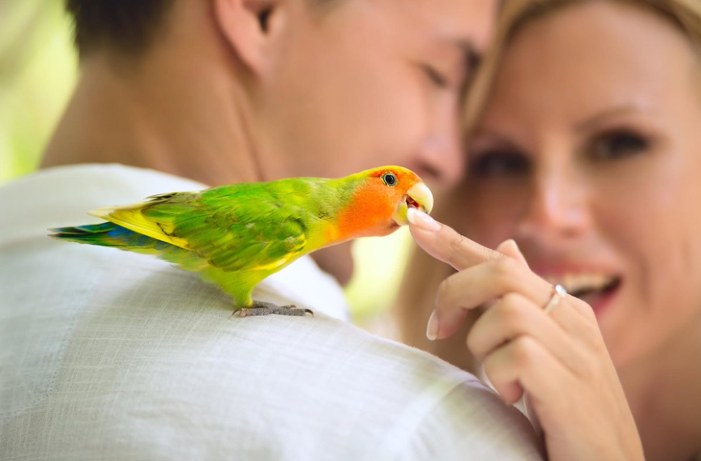 Иллюстрация из свободного источника