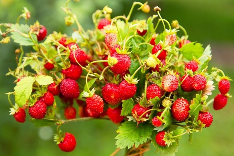 фото с сайта oldbakery.ru