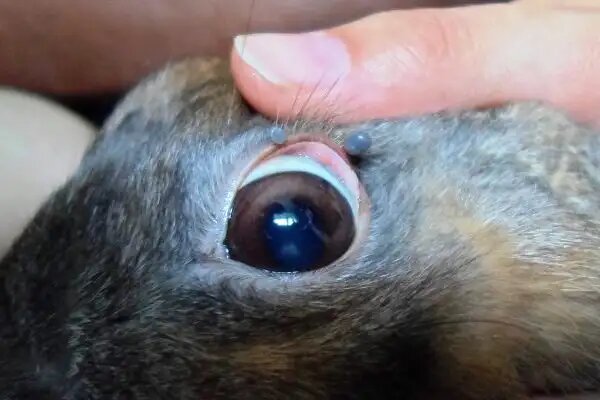 Болезни глаз у кроликов | Знай ферму | Дзен