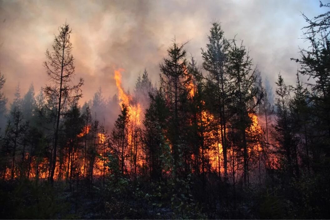 Основная причина экологических проблем в тайге. Горящий лес Якутск. Лесной пожар Нерюнгри. Лесные пожары в Якутии. Лесоторфяные пожары Подмосковья.