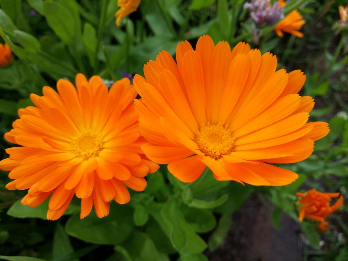 Calendula officinalis l календула лекарственная