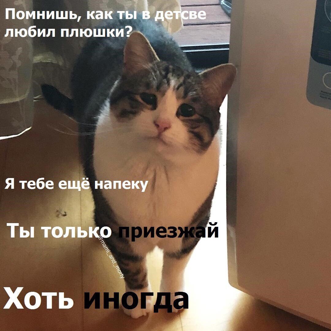 2.Этот популярный мем с грустным котиком, который предлагает испечь плюшек, пропитан легкой грустью и ностальгией. 
Фото печальной кошки по кличке Мами из Сан-Франциско выложили в инстаграм ее владельцы. Многие сразу же отметили, что она как будто смотрит тебе прямо в душу. На самом деле у Мами просто такое строение глаз — с опущенными уголками, а вообще она вполне довольная и счастливая.
