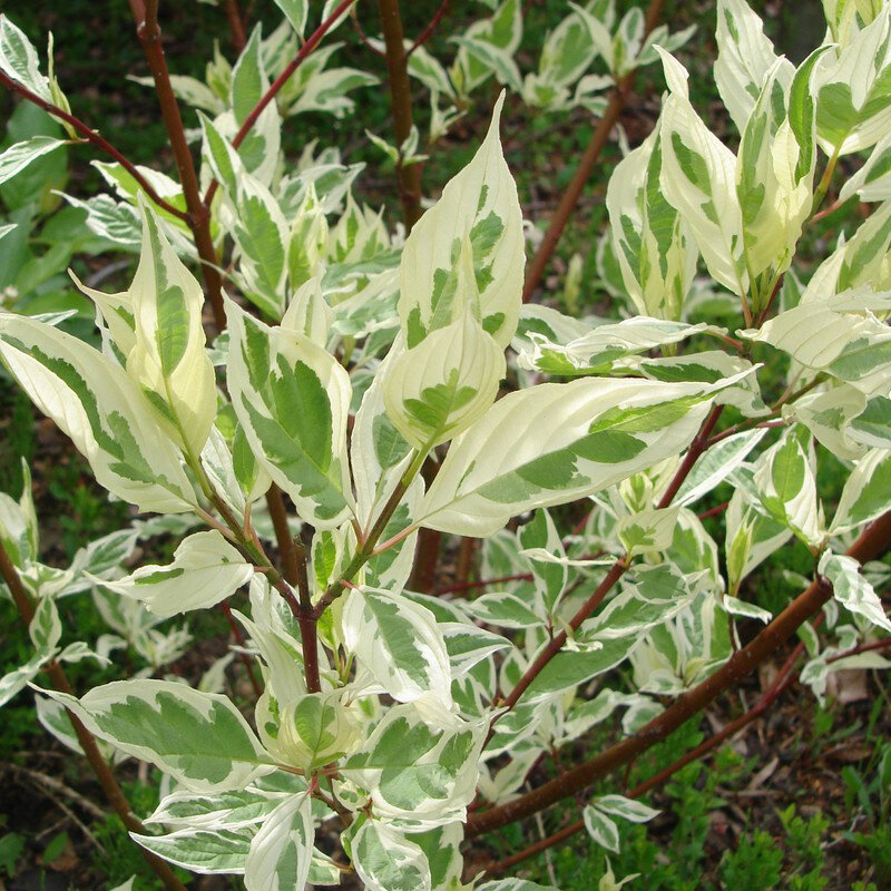 Дерен белоокаймленный. Источник фото: maryplants.ru