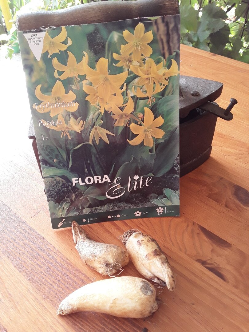 Эритрониум