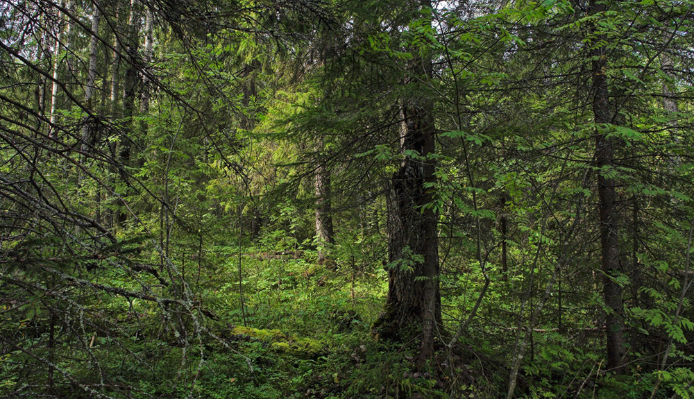 Фото яндекс картинки.