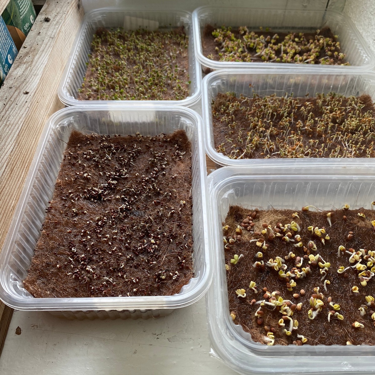 День 1. Другие семена. Листайте вправо и зелень будет расти.