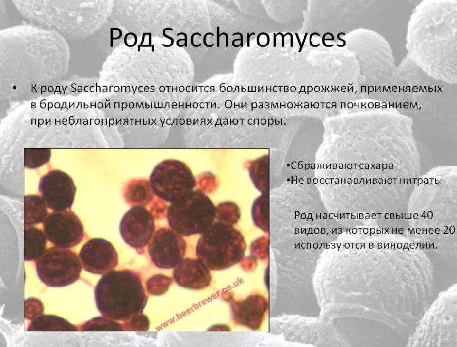 Дрожжи дикие и культурные. Дрожжи рода Saccharomyces. Дрожжи Saccharomyces cerevisiae. Пекарские дрожжи Saccharomyces cerevisiae. Бактерии спиртового брожения.