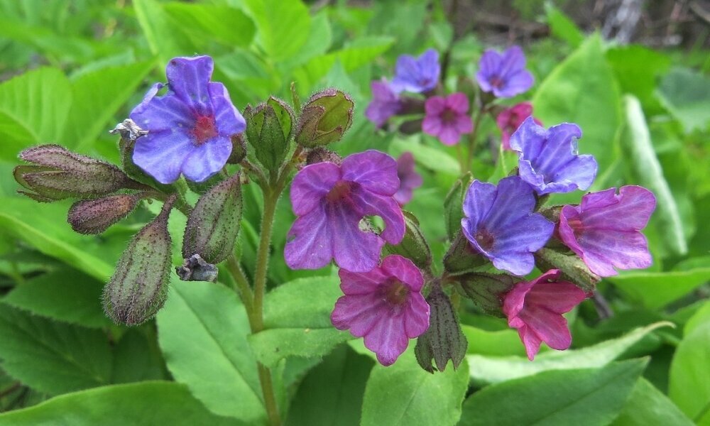 Медуница неясная. Фото с ресурса «Яндекс Картинки»