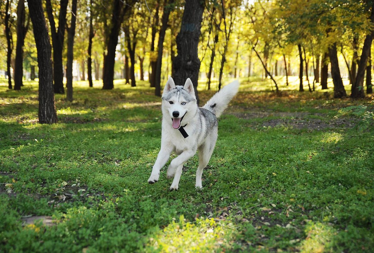 Зелхан(Зел) Чемпион России, Чемпион РКФ(Российской Кинологической Федерации)
