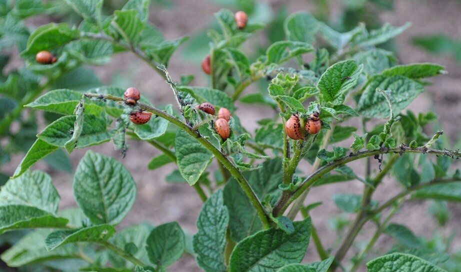 Картофель паслен клубненосный многолетнее. Solanum tuberosum побеги. Solanum tuberosum ‘Laura’. Solanum tuberosum ‘Adirondack Red’.