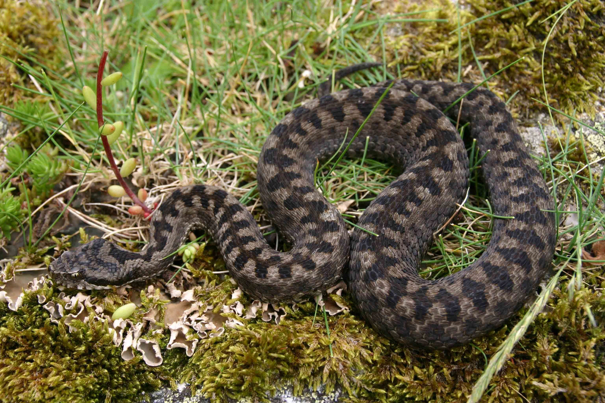 Гадюка обыкновенная 