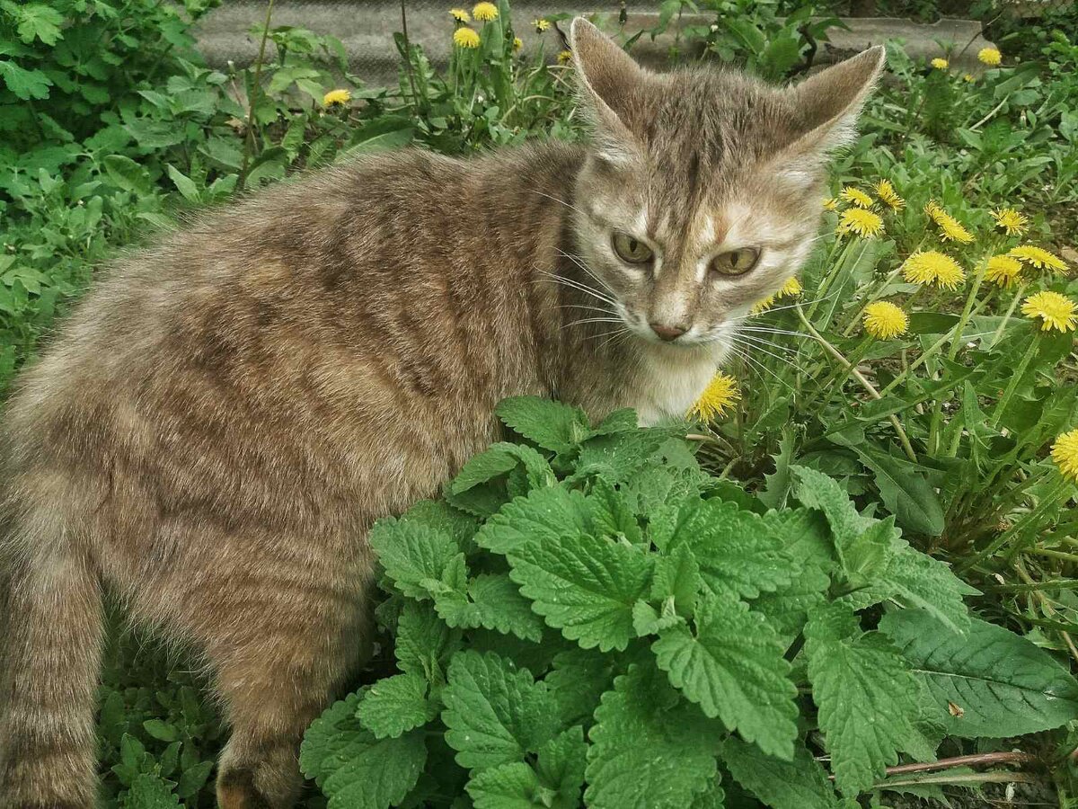 Какой хороший кустик мелиссы!