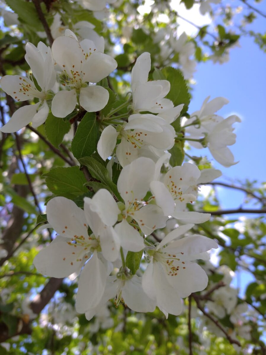 Яблони в цвету, весны творенье,
Яблони в цвету, любви круженье,
Радости свои мы им дарили,
С ними о любви мы говорили.

Было и прошло, твердит мне время,
Но ему назло тебе я верю.
Верю в майский день, от яблонь белый,
Яблонь молодых в твоем саду.