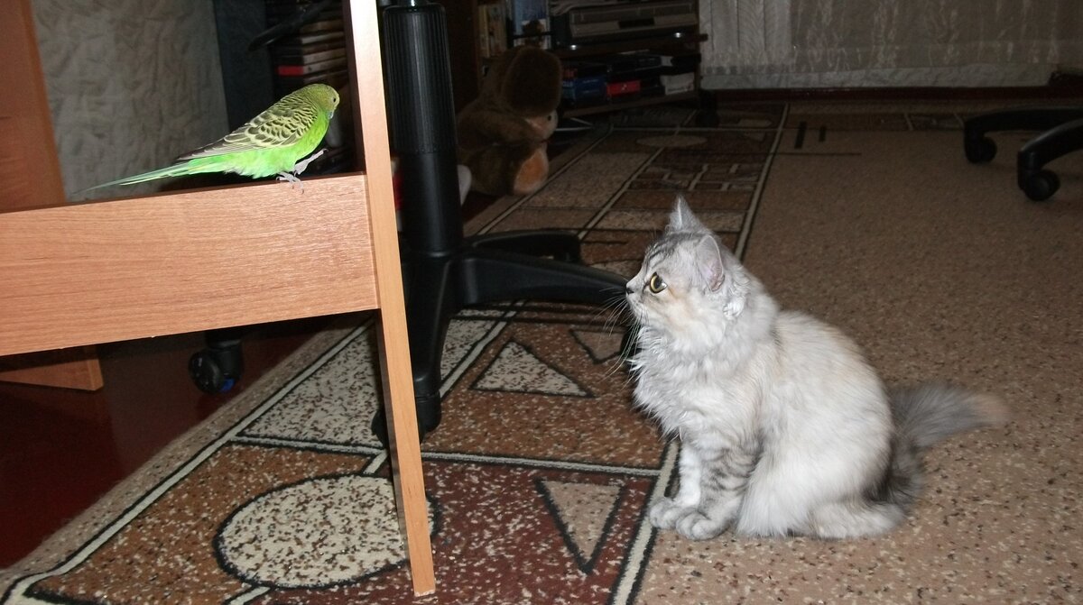 Когда на птичку началась активная охота - попугай переехал к бабушке!