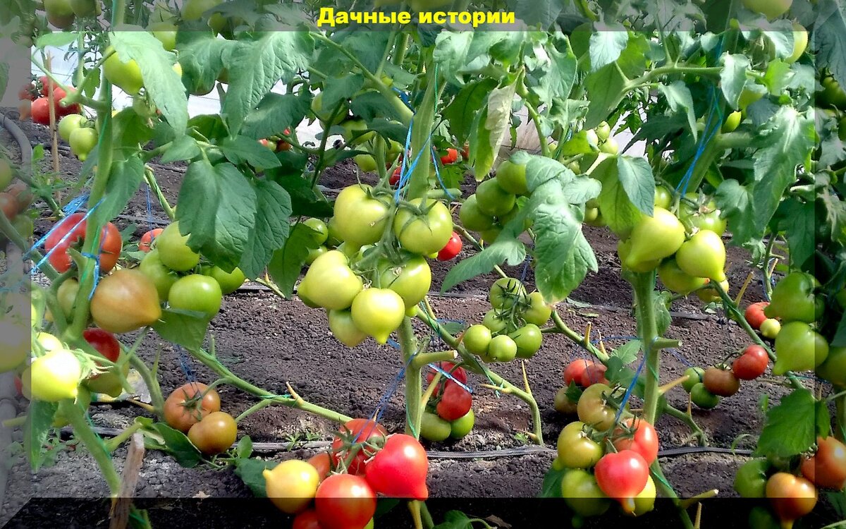 https://vk.com/photo-159774511_457243906