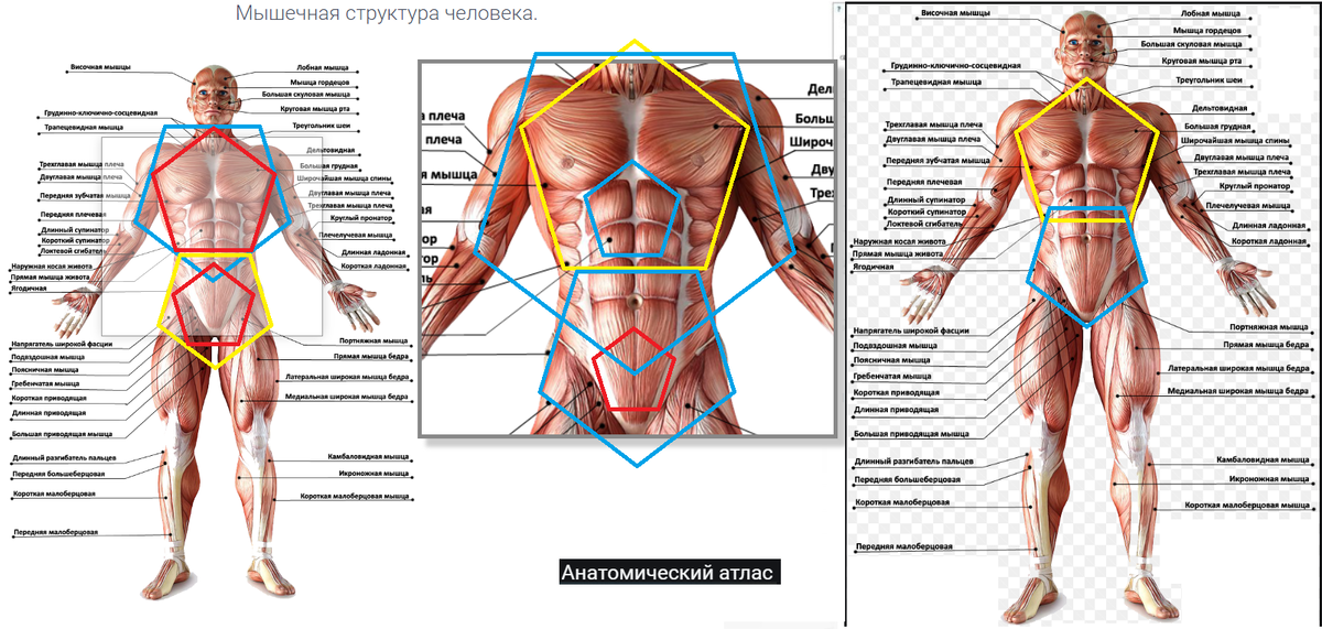 Мышечная карта человека