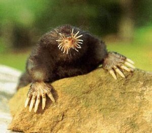 №5. Звездонос (лат. Condylura cristata)