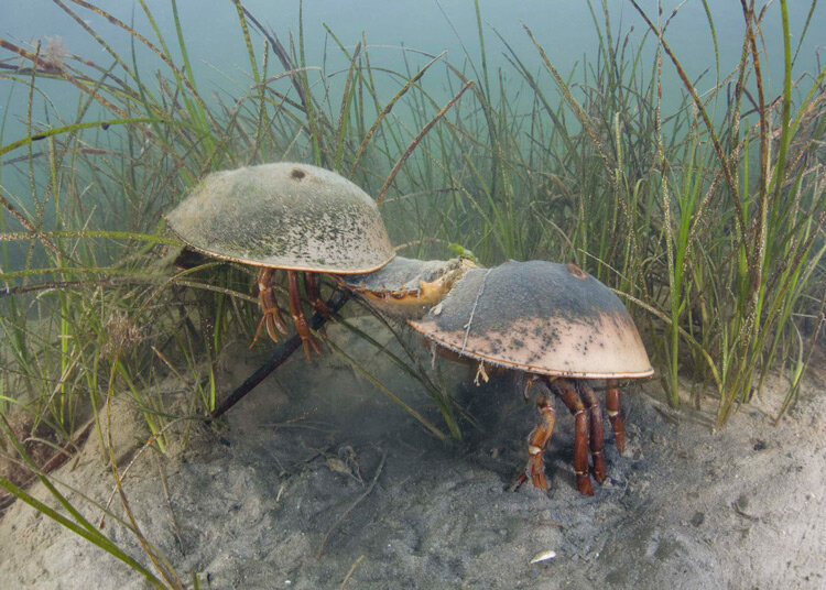 Влюбленная парочка