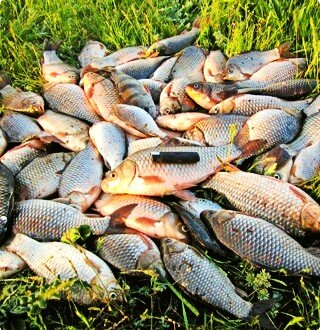 Всего на 1 удочку!